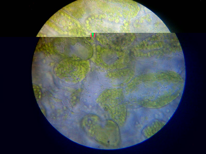 观察细胞质流动和叶绿体