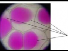 新课标学案：细胞膜---系统的边界