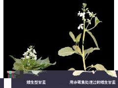 生长素 赤霉素 细胞分裂素等对植物生命活动的调节作用