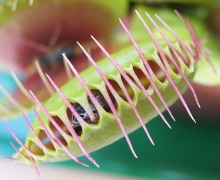 植物为什么要吃肉？（固氮植物？）